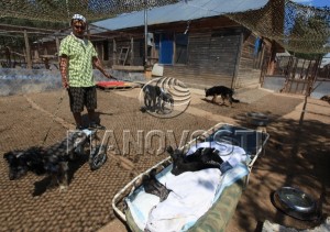 Russia animal Freedom behind bars